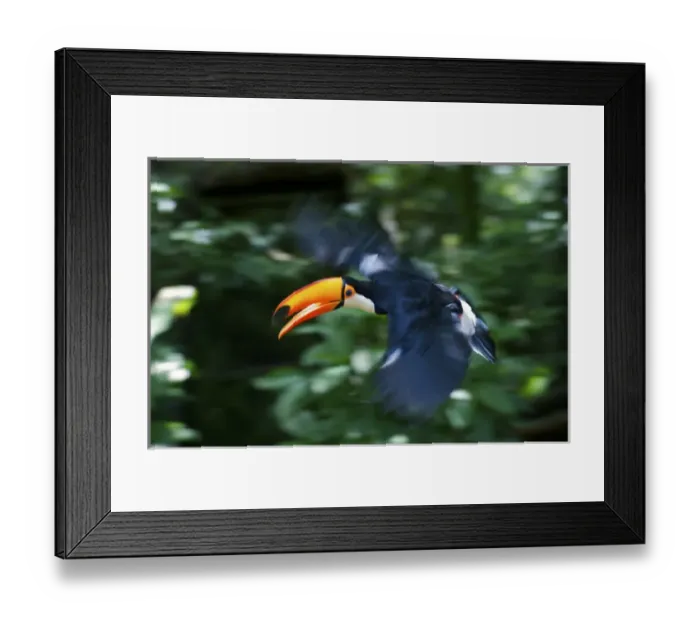 Framed Print : Toco Toucan (Ramphastos toco) flying through the rainforest, Brazil. Is the largest