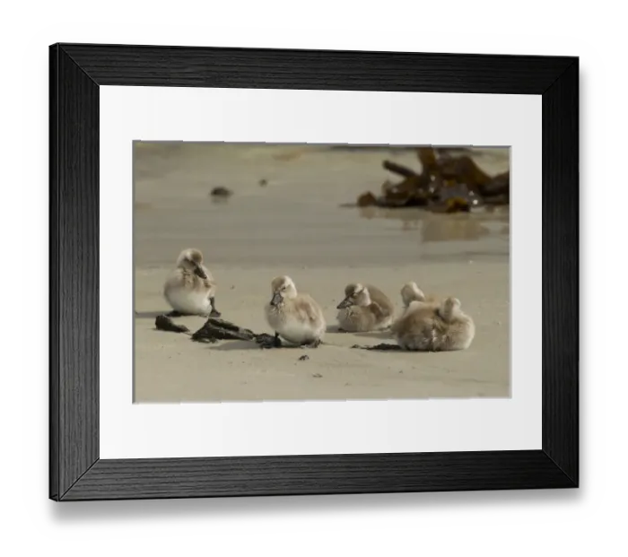Framed Print : Falkland Islands, Carcass Island. Steamer duck ducklings on beach