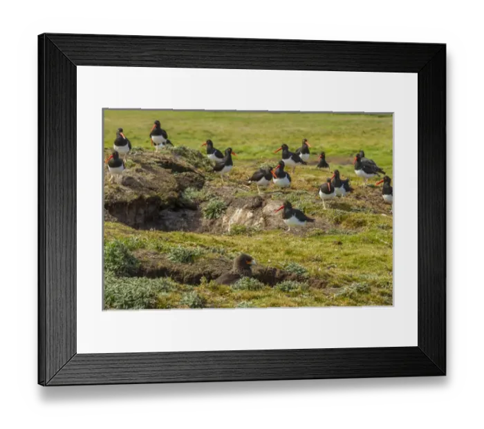 Framed Print : Falkland Islands, Carcass Island. Magellanic oystercatchers and striated caracara birds