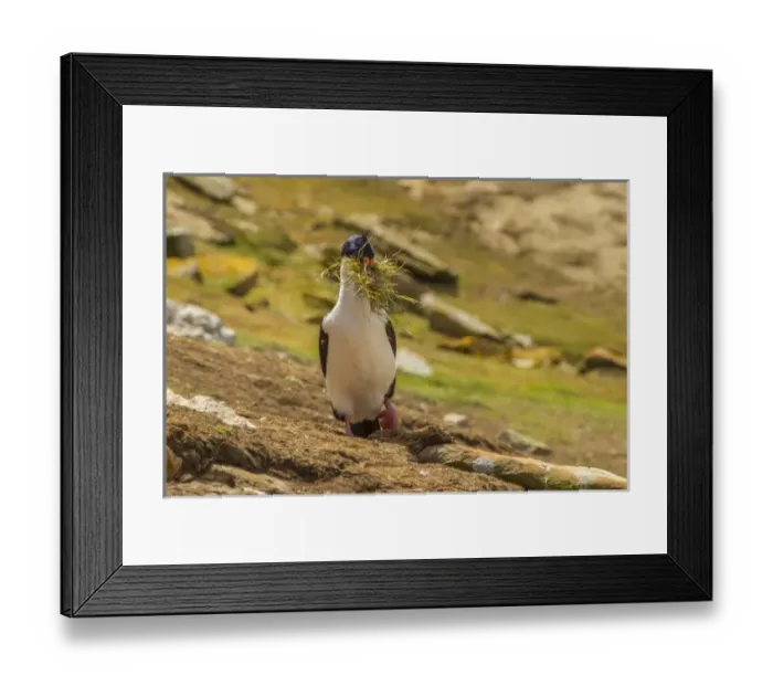 Framed Print : Falkland Islands, Carcass Island. Imperial shag with nesting material. Credit as Framed Print : Falkland Islands, Carcass Island. Imperial shag with nesting material. Credit as