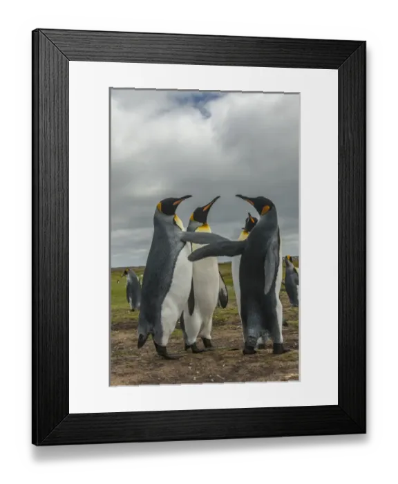 Framed Print : Falkland Islands, East Falkland, Volunteer Point. King penguins in dominance display