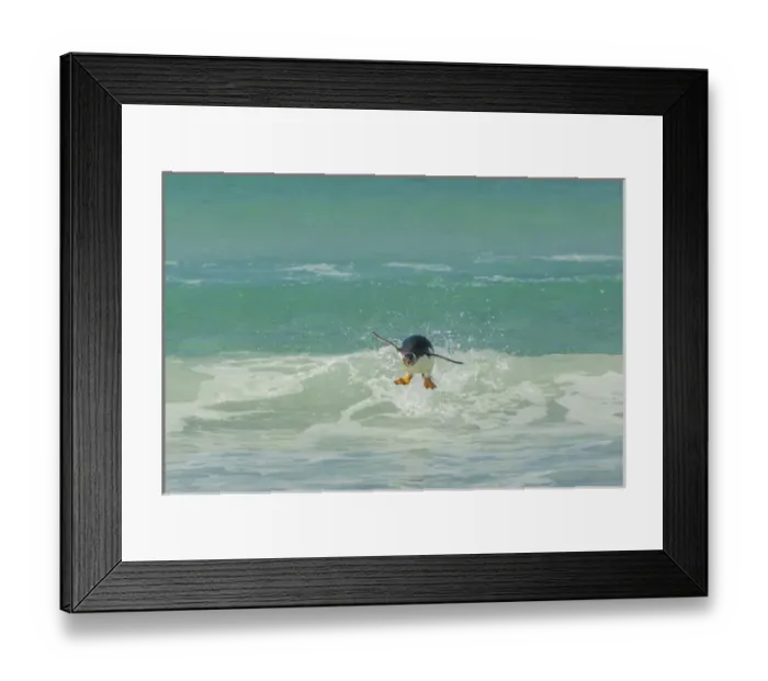 Framed Print : Falkland Islands, East Falkland, Volunteer Point. Gentoo penguin leaping in surf Framed Print : Falkland Islands, East Falkland, Volunteer Point. Gentoo penguin leaping in surf