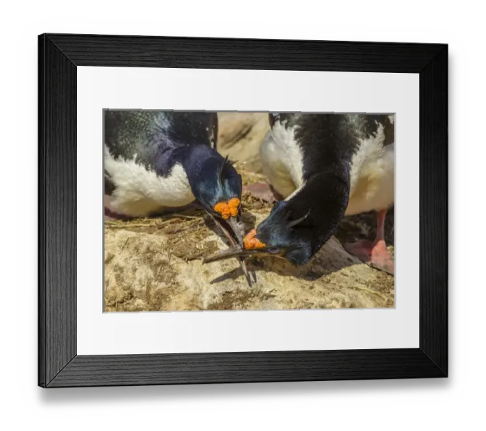 Framed Print : Falkland Islands, Carcass Island. Imperial shags in conflict Framed Print : Falkland Islands, Carcass Island. Imperial shags in conflict