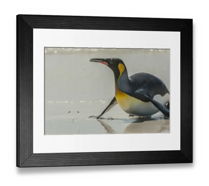Framed Print : Falkland Islands, East Falkland, Volunteer Point. King penguin on beach. Credit as