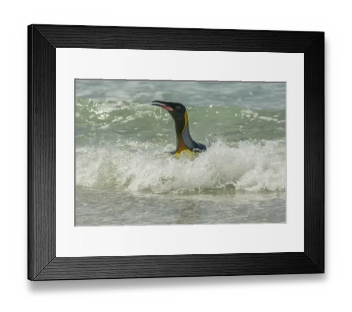 Framed Print : Falkland Islands, East Falkland, Volunteer Point. King penguin in surf. Credit as