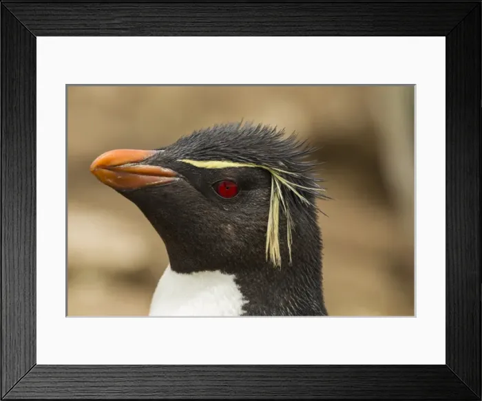 Framed Print : Falkland Islands, Saunders Island. Rockhopper penguin portrait Framed Print : Falkland Islands, Saunders Island. Rockhopper penguin portrait