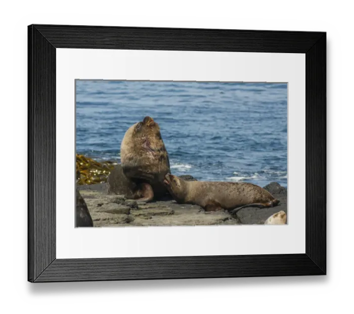 Framed Print : Falkland Islands, Bleaker Island. Southern sea lions near water Framed Print : Falkland Islands, Bleaker Island. Southern sea lions near water