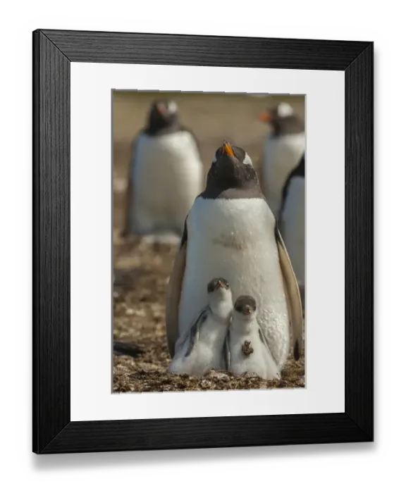 Framed Print : Falkland Islands, East Falkland, Volunteer Point. Gentoo penguin chicks and parent