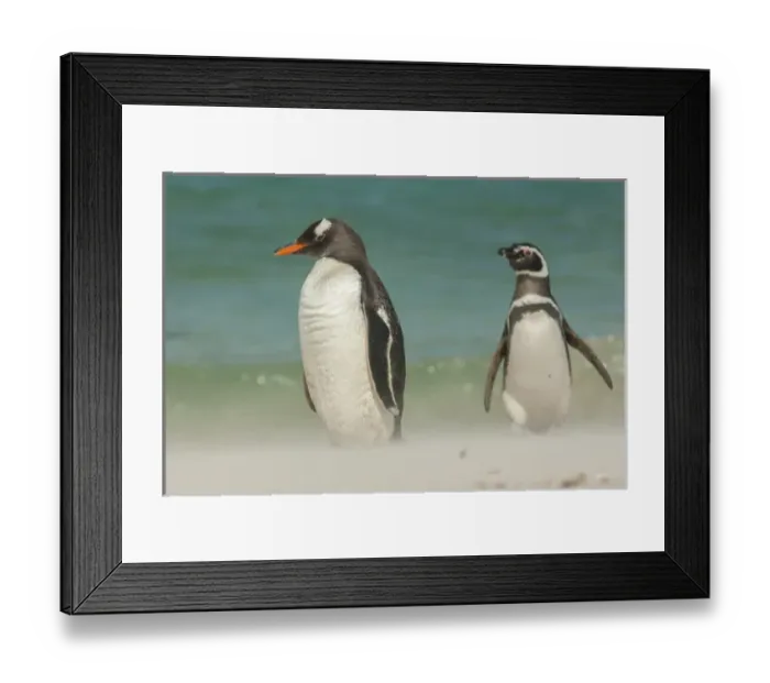 Framed Print : Falkland Islands, Bleaker Island. Gentoo penguins and blowing beach sand. Credit as Framed Print : Falkland Islands, Bleaker Island. Gentoo penguins and blowing beach sand. Credit as