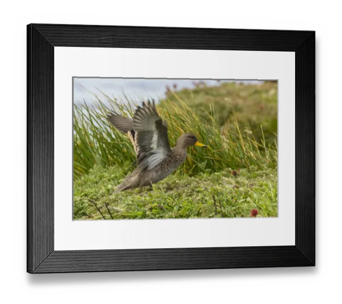 Framed Print : Falkland Islands, Sea Lion Island. Speckled teal duck close-up Framed Print : Falkland Islands, Sea Lion Island. Speckled teal duck close-up