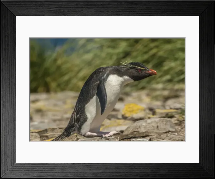Framed Print : Falkland Islands, Bleaker Island. Rockhopper penguin close-up Framed Print : Falkland Islands, Bleaker Island. Rockhopper penguin close-up