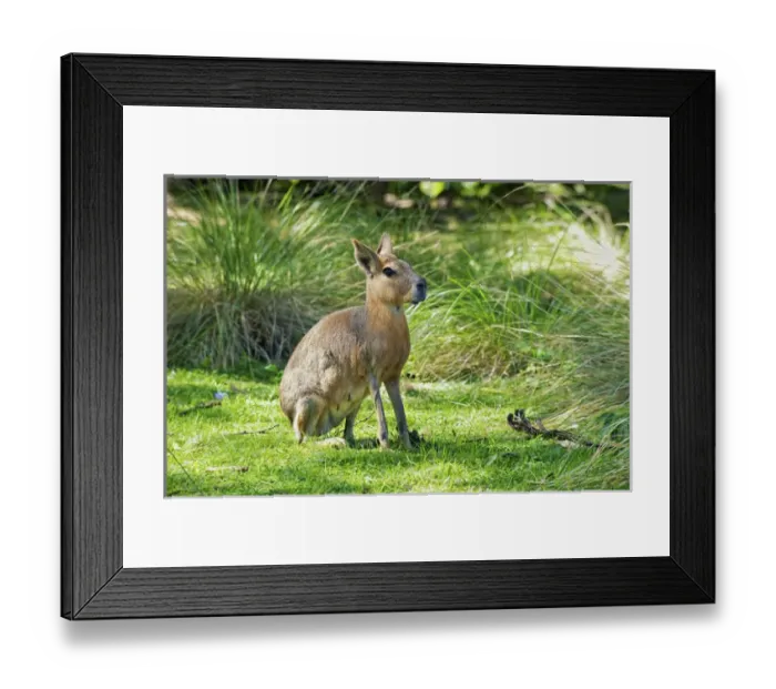 Framed Print : Patagonian Mara, Dolichotis patagonum, Argentina Framed Print : Patagonian Mara, Dolichotis patagonum, Argentina