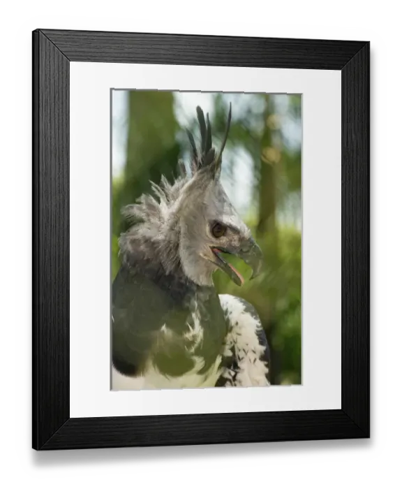 Framed Print : The Harpy Eagle (Harpia harpyja), Misiones, Argentina. Is a Neotropical species of eagle Framed Print : The Harpy Eagle (Harpia harpyja), Misiones, Argentina. Is a Neotropical species of eagle