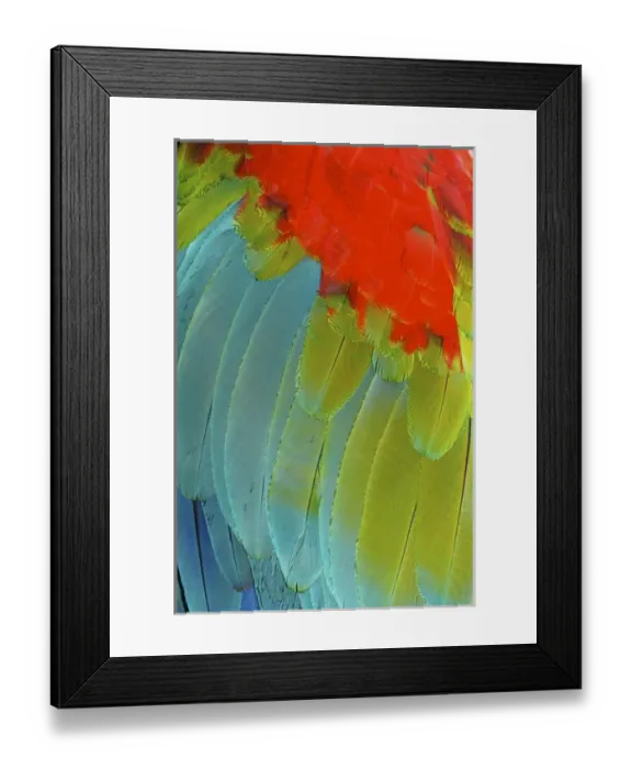 Framed Print : Scarlet Macaw (Ara macao) is a large, colorful macaw Framed Print : Scarlet Macaw (Ara macao) is a large, colorful macaw