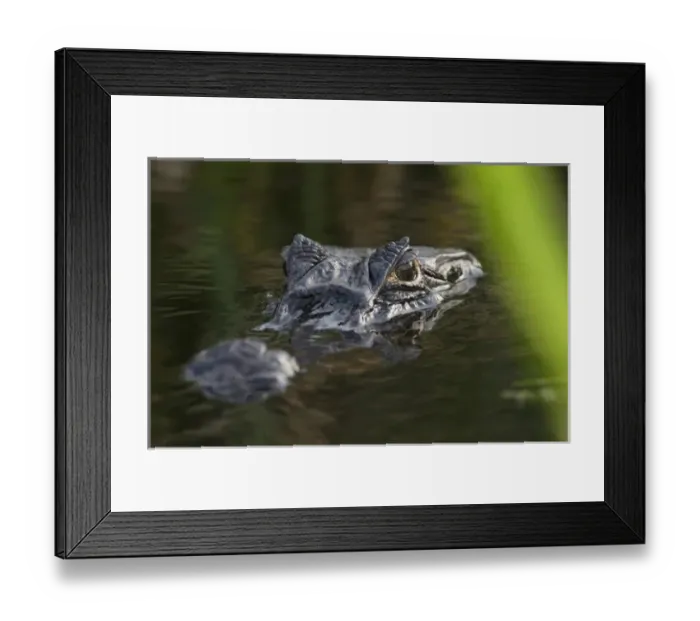 Framed Print : Yacare caiman (Caiman yacare), Corrientes, Argentina Framed Print : Yacare caiman (Caiman yacare), Corrientes, Argentina