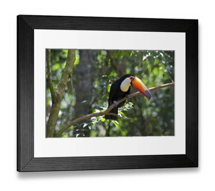 Framed Print : Toco Toucan (Ramphastos toco), Brazil. Is the largest and probably the best known Framed Print : Toco Toucan (Ramphastos toco), Brazil. Is the largest and probably the best known