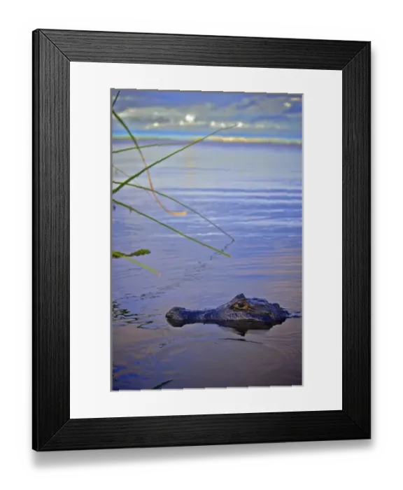 Framed Print : Yacare caiman (Caiman yacare), Corrientes, Argentina Framed Print : Yacare caiman (Caiman yacare), Corrientes, Argentina