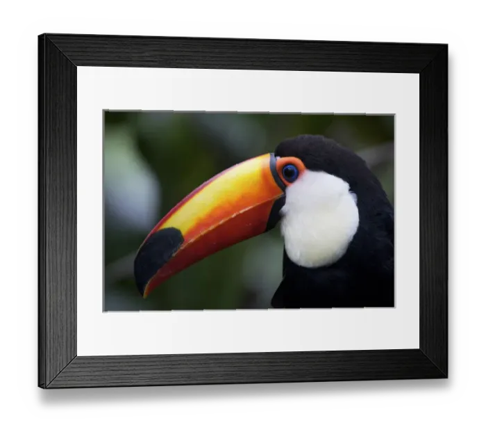 Framed Print : Toco Toucan (Ramphastos toco), Brazil. Is the largest and probably the best known Framed Print : Toco Toucan (Ramphastos toco), Brazil. Is the largest and probably the best known