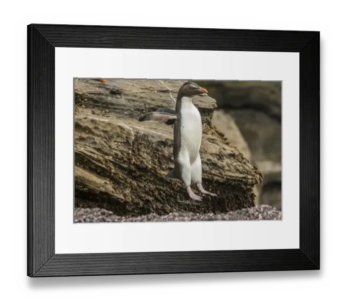Framed Print : Falkland Islands, Saunders Island. Rockhopper penguin hopping Framed Print : Falkland Islands, Saunders Island. Rockhopper penguin hopping