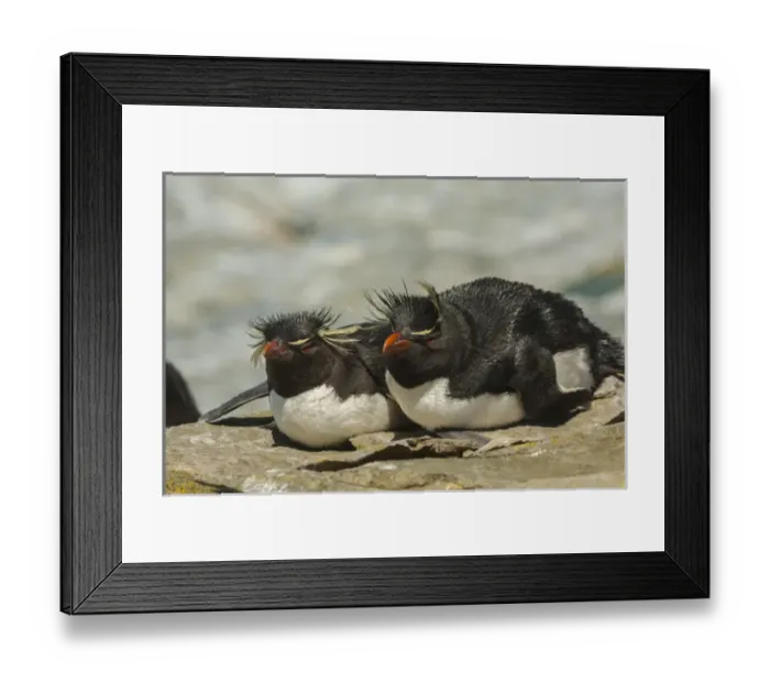 Framed Print : Falkland Islands, Sea Lion Island. Rockhopper penguins resting