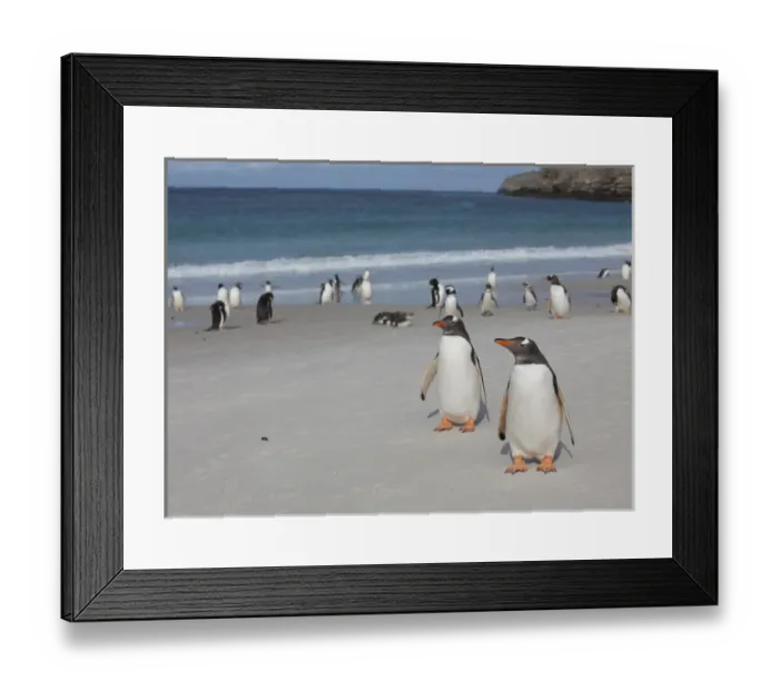 Framed Print : Gentoo and Magellanic penguins loaf on the beach at New Island in the Falklands Framed Print : Gentoo and Magellanic penguins loaf on the beach at New Island in the Falklands