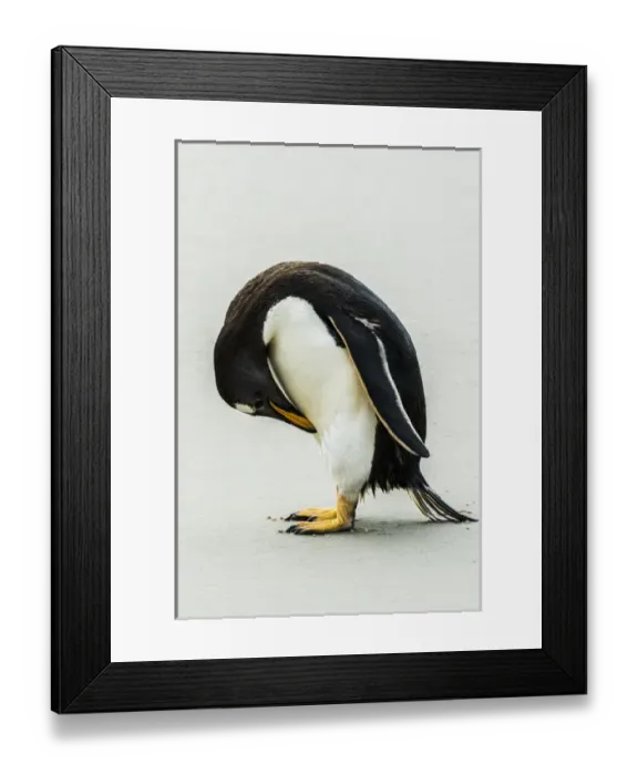 Framed Print : Falklands, penguin, Gentoo