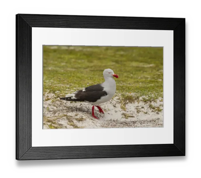 Framed Print : Falkland Islands, East Falkland, Volunteer Point. Dolphin gull close-up. Credit as
