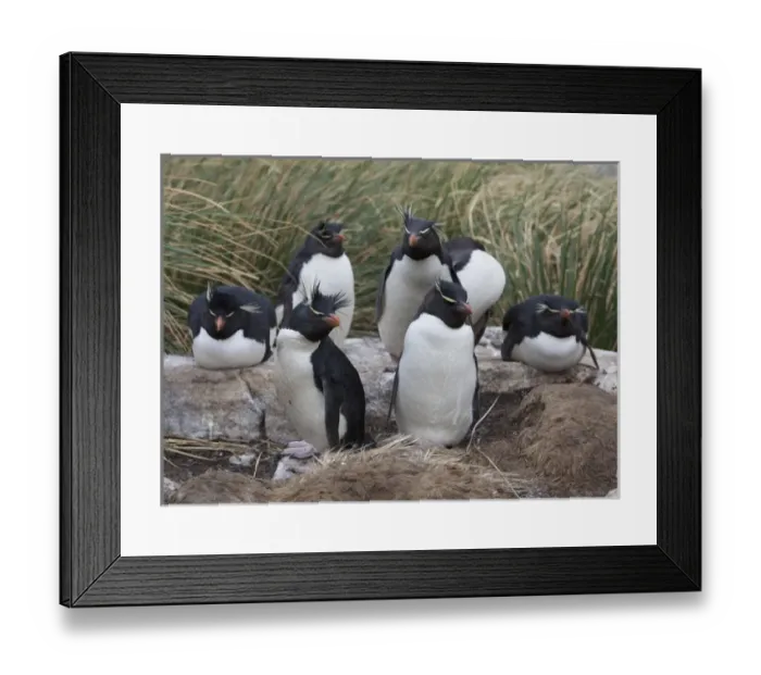 Framed Print : A group of rockhopper penguins loaf together in the tussock grass of West Point Island Framed Print : A group of rockhopper penguins loaf together in the tussock grass of West Point Island