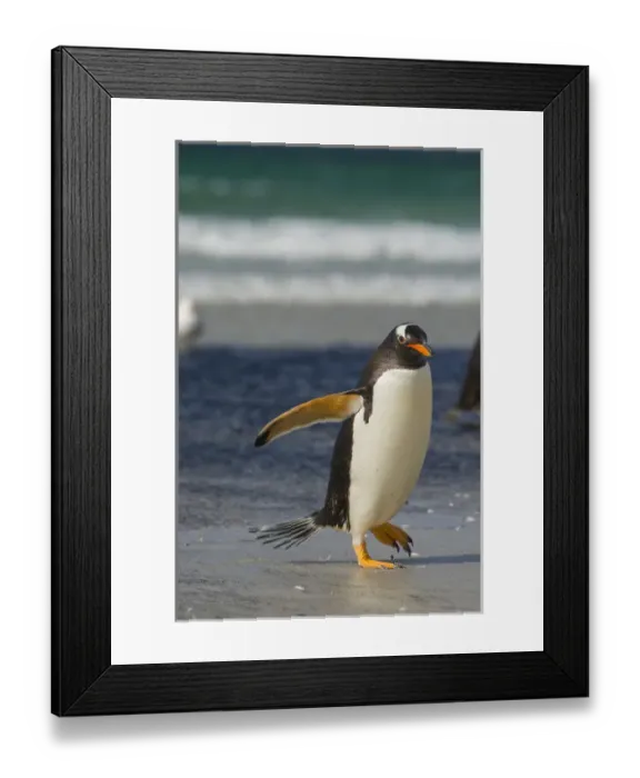 Framed Print : Falkland Islands. Saunders Island. Gentoo penguin (Pygoscelis papua) walking on the beach Framed Print : Falkland Islands. Saunders Island. Gentoo penguin (Pygoscelis papua) walking on the beach