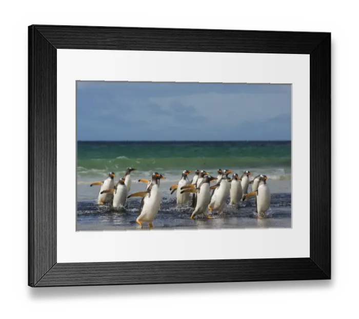 Framed Print : Falkland Islands. Saunders Island. Gentoo penguins (Pygoscelis papua) getting out