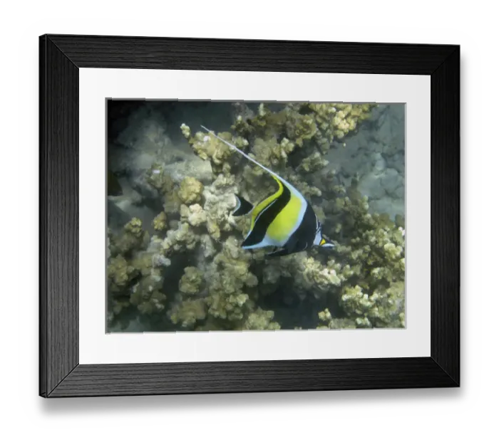 Framed Print : Moorish Idol ( Zanclus cornutus ), Malolo Lailai Island, Mamanuca Islands, Fiji