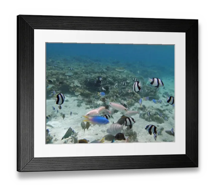 Framed Print : Tropical Fish, Malolo Lailai Island, Mamanuca Islands, Fiji, South Pacific Framed Print : Tropical Fish, Malolo Lailai Island, Mamanuca Islands, Fiji, South Pacific