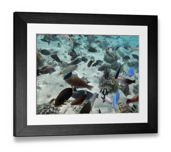 Framed Print : Tropical Fish, Malolo Lailai Island, Mamanuca Islands, Fiji, South Pacific Framed Print : Tropical Fish, Malolo Lailai Island, Mamanuca Islands, Fiji, South Pacific