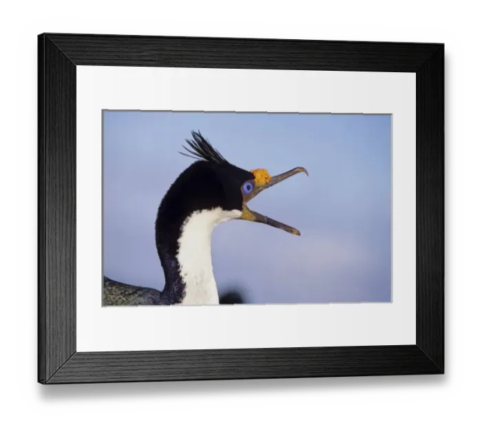 Framed Print : Imperial Shag or King Shag (Phalacrocorax atriceps albiventer) on the Falkland Islands Framed Print : Imperial Shag or King Shag (Phalacrocorax atriceps albiventer) on the Falkland Islands