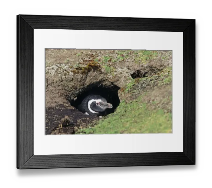 Framed Print : Magellanic penguin (Spheniscus magellanicus) at burrow Framed Print : Magellanic penguin (Spheniscus magellanicus) at burrow