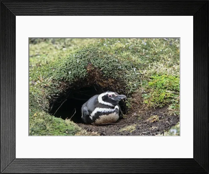 Framed Print : Magellanic penguin (Spheniscus magellanicus) at burrow Framed Print : Magellanic penguin (Spheniscus magellanicus) at burrow