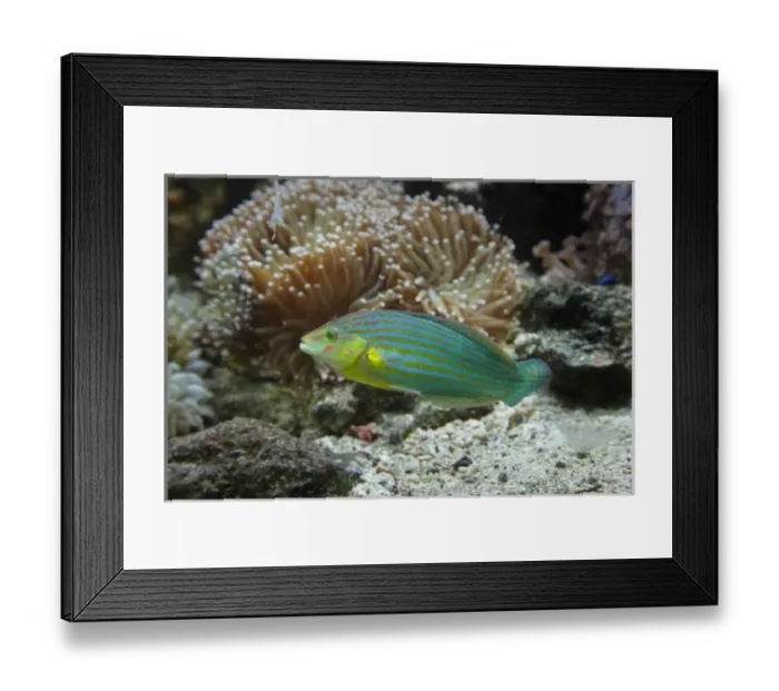 Framed Print : Chain-lined wrasse, Kula Eco Park, Coral Coast, Viti Levu, Fiji, South Pacific