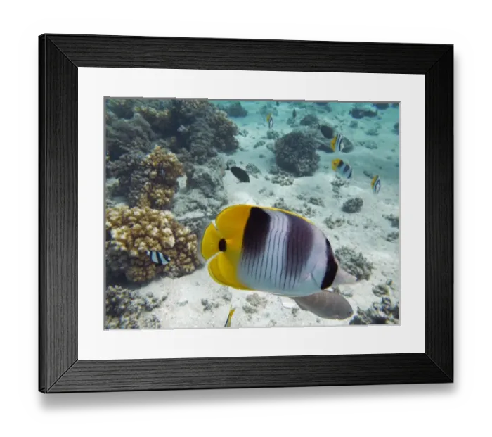 Framed Print : Pacific Double-saddle Butterflyfish (Chaetodon ulietensis), Plantation Island Resort Framed Print : Pacific Double-saddle Butterflyfish (Chaetodon ulietensis), Plantation Island Resort
