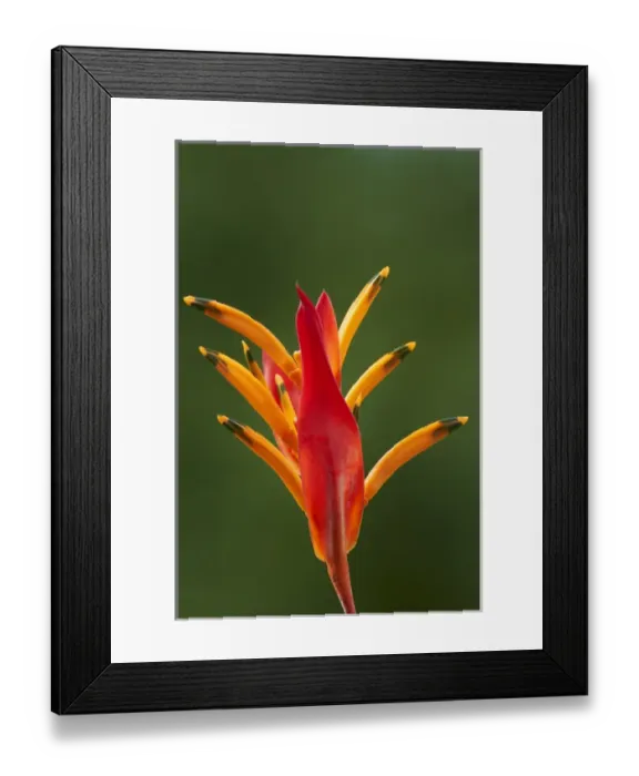 Framed Print : False Bird-Of-Paradise Flower (Heliconia psittacorum), Nadi, Viti Levu, Fiji, South Framed Print : False Bird-Of-Paradise Flower (Heliconia psittacorum), Nadi, Viti Levu, Fiji, South