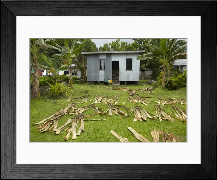 Framed Print : Corrugated iron house and drying leaves, Namaqumaqua village, Coral Coast, Viti Levu