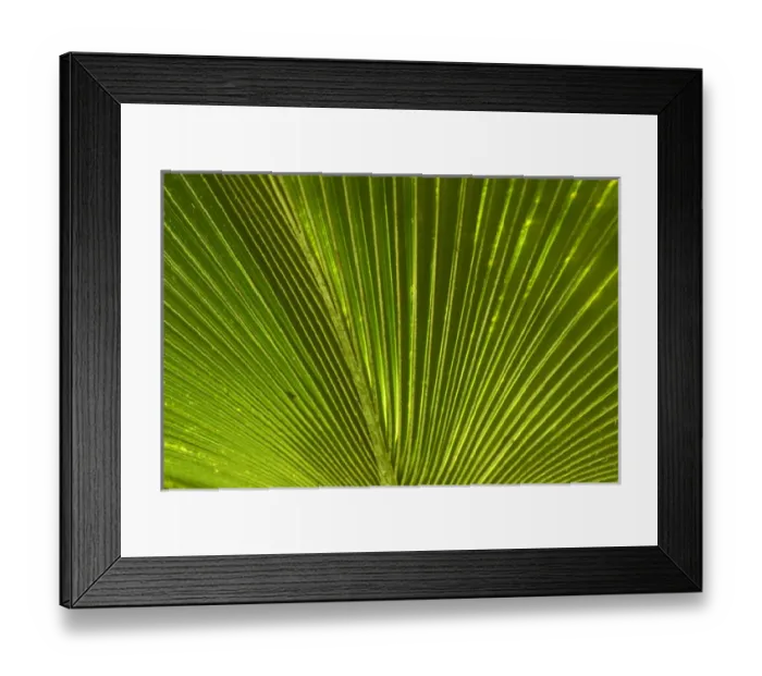 Framed Print : Palm frond, Nadi, Viti Levu, Fiji, South Pacific Framed Print : Palm frond, Nadi, Viti Levu, Fiji, South Pacific