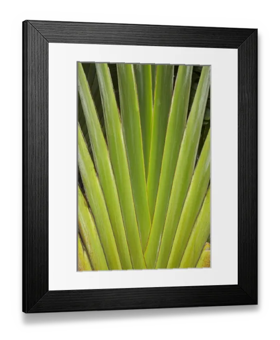 Framed Print : Palm frond pattern, Coral Coast, Viti Levu, Fiji, South Pacific Framed Print : Palm frond pattern, Coral Coast, Viti Levu, Fiji, South Pacific