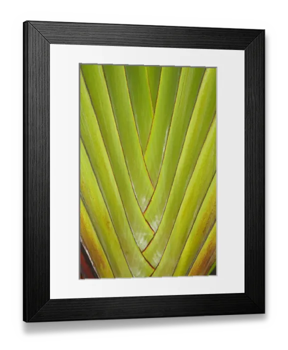 Framed Print : Palm frond pattern, Coral Coast, Viti Levu, Fiji, South Pacific Framed Print : Palm frond pattern, Coral Coast, Viti Levu, Fiji, South Pacific