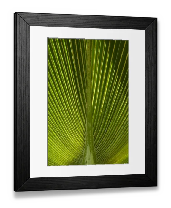 Framed Print : Palm frond, Nadi, Viti Levu, Fiji, South Pacific Framed Print : Palm frond, Nadi, Viti Levu, Fiji, South Pacific