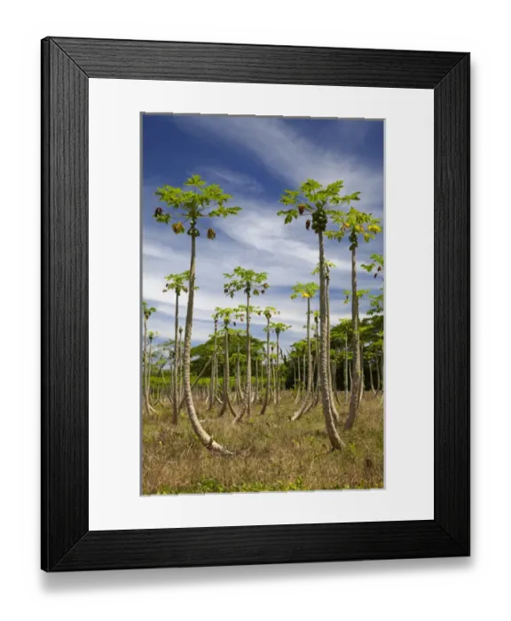 Framed Print : Pawpaw (papaya) plantation, Lower Sigatoka Valley, Sigatoka, Coral Coast, Viti Levu Framed Print : Pawpaw (papaya) plantation, Lower Sigatoka Valley, Sigatoka, Coral Coast, Viti Levu