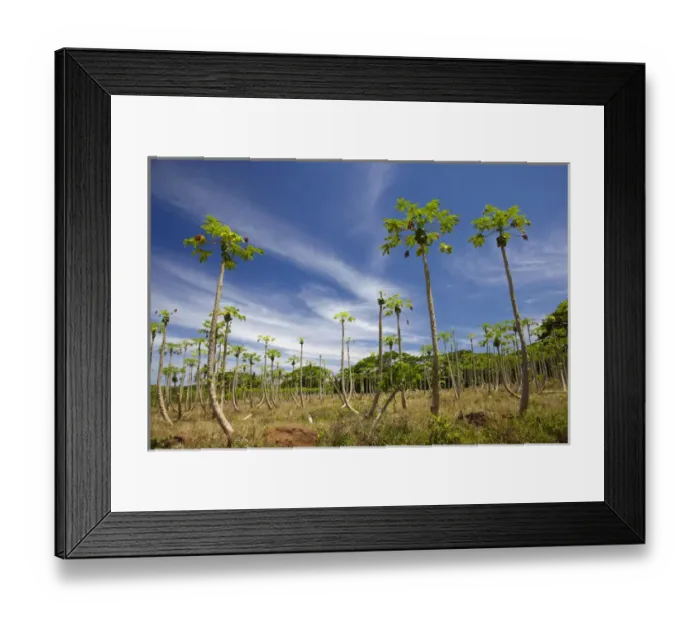 Framed Print : Pawpaw (papaya) plantation, Lower Sigatoka Valley, Sigatoka, Coral Coast, Viti Levu