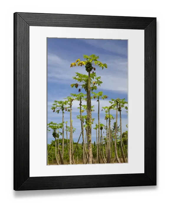 Framed Print : Pawpaw (papaya) plantation, Lower Sigatoka Valley, Sigatoka, Coral Coast, Viti Levu