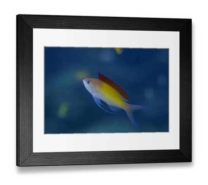 Framed Print : South Pacific, Solomon Islands. A displaying male redfin anthias or fairy basslet fish Framed Print : South Pacific, Solomon Islands. A displaying male redfin anthias or fairy basslet fish
