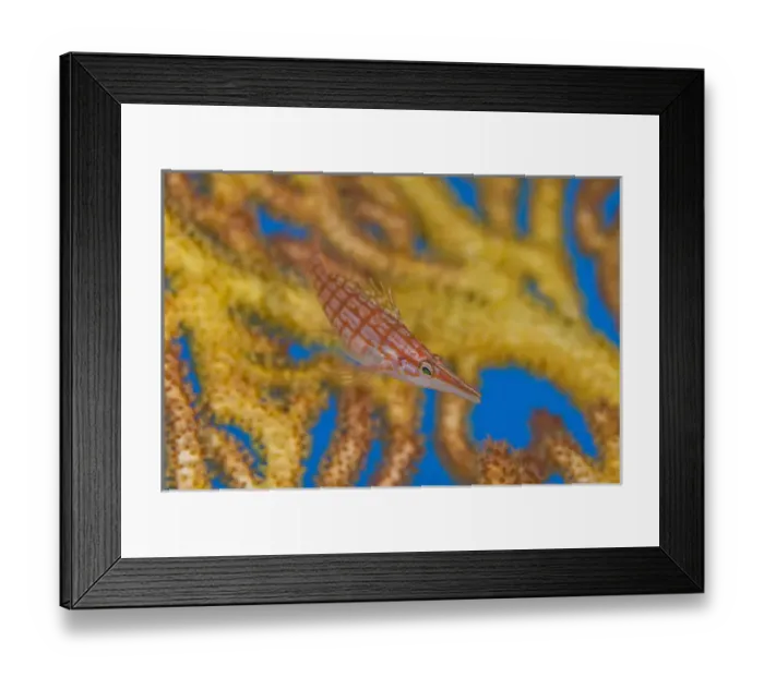 Framed Print : South Pacific, Solomon Islands. A hawkfish swims above a sea fan Framed Print : South Pacific, Solomon Islands. A hawkfish swims above a sea fan