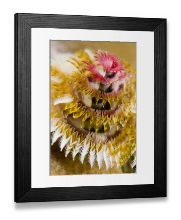 Framed Print : South Pacific, Solomon Islands. Close-up of a colorful Christmas tree worm or burrowing tube worm Framed Print : South Pacific, Solomon Islands. Close-up of a colorful Christmas tree worm or burrowing tube worm